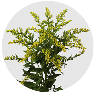 Солидаго Медея