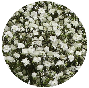 Гипсофила Миллион Звезд (Gypsophila 'Million Stars')