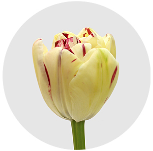 Тюльпан Жонкьер (Jonquieres)