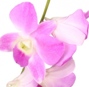 Дендробиум розовый