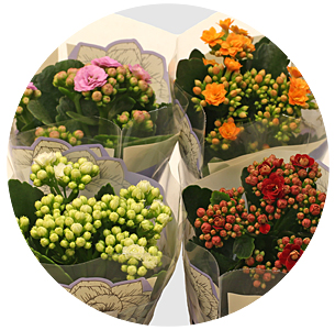 Каланхоэ (Kalanchoe)