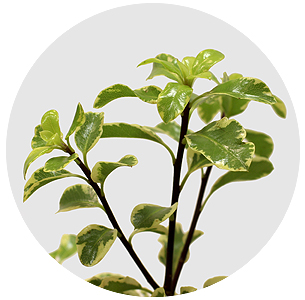 Питтоспорум Мини бонт (Mini Bont)