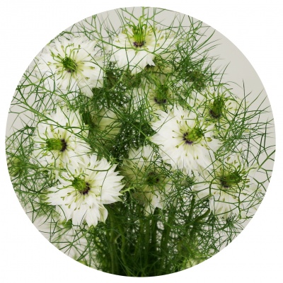 Нигелла белая