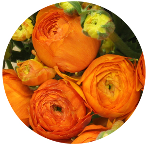 Ранункулус Клуни оранжевый (Clooney Orange)