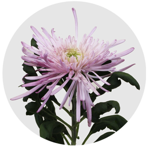 Хризантема одноголовая Эльбрус пинк (Elbrus Pink)