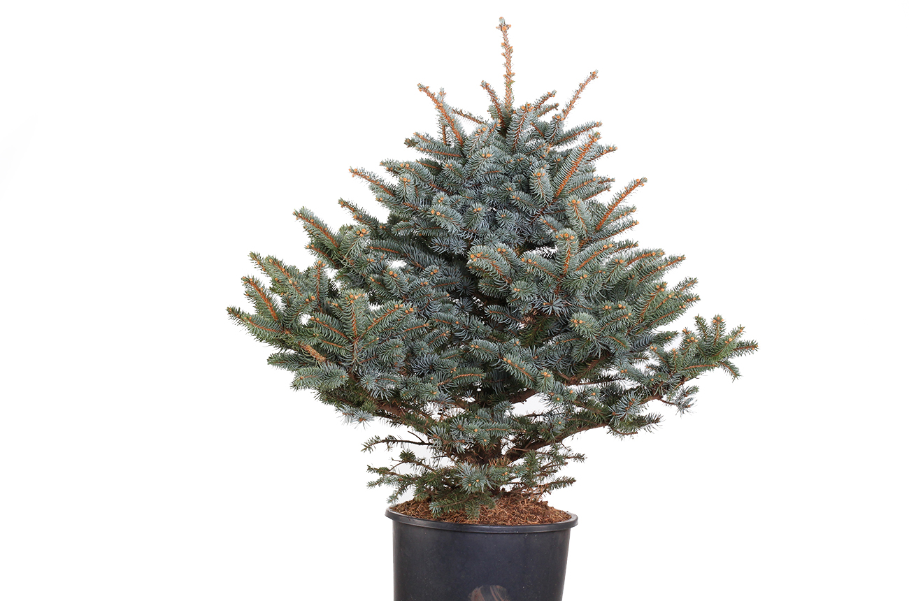 Пицея Пунгенс Глаука (Picea Pungens Glauca)