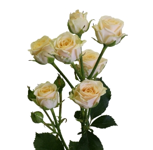 Роза кустовая Яна (Jana)