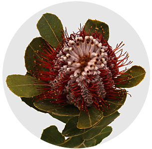 Баннксия ярко-красная (Banksia Coccinea)