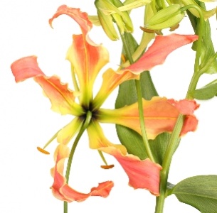 Глориоза оранжевая