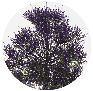 Трахелиум синий