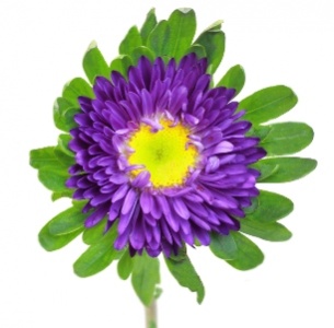 Астра фиолетовая