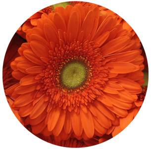 Гербера Атланта (Atlanta)