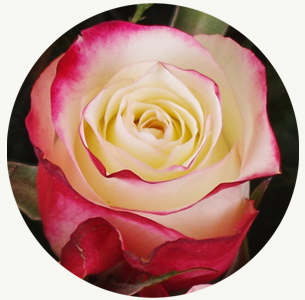 Роза «Свитнесс» (Sweetness)