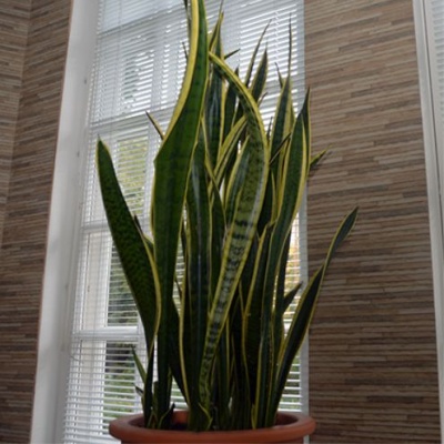 Сансевиерия (Sansevieria)