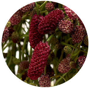 Кровохлёбка (сангуисорба) Арнгем