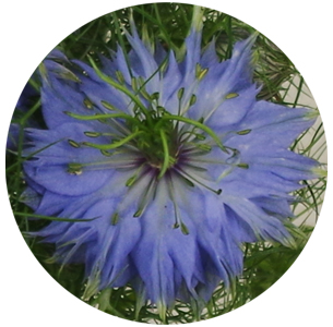 Нигелла голубая