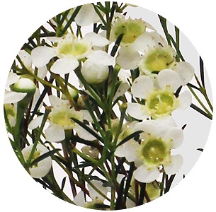 Ваксфлауэр белый Рэйнбоу (Rainbow white)