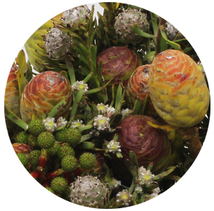 Каапс гроен микс (Kaaps groen mix)