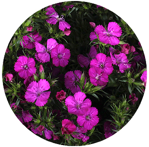 Диантус барбатус Амазон Неон пёпл (Amazon Neon Purple)