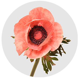 Анемон припулренный Эрика (Poeder Erica)