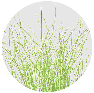 Берёза крашеная лайм (Berken painted lime)