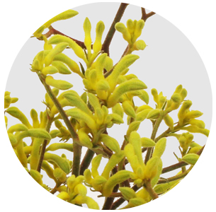 Анигозантос жёлтый (Anigozanthos yellow) 