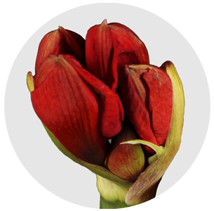 Амариллис красный