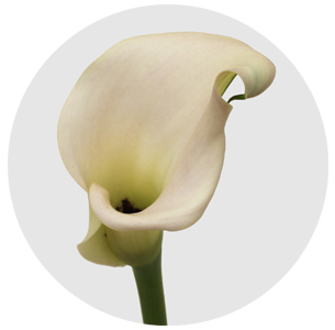 Калла мини кремово-розовая