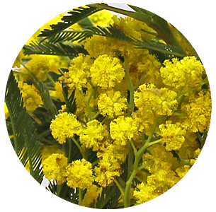 Мимоза Мирандоль (Acacia dealbata Mirandol)