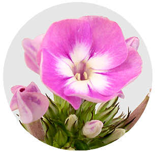 Флокс Сеньора (Senora)