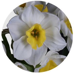 Нарцисс Аваланч (Avalanche)