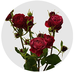 Роза кустовая Пати трендсеттер (Party Trendsetter)