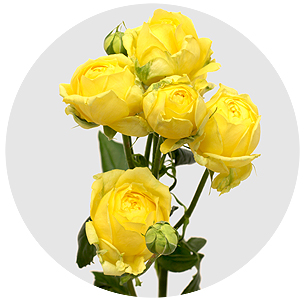 Роза кустовая Каталина (Catalina)