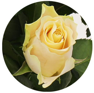 Роза Шарман (Charmant)