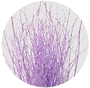 Берёза крашеная милка (Berken painted milka)