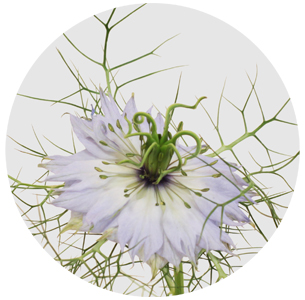 Нигелла Дамасцена милка (Nigella Damascena Milka)