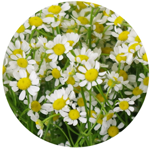 Матрикария Камилла