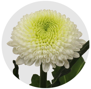 Хризантема одноголовая Сайбериа (Siberia)