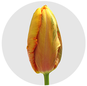 Тюльпан  Авиньон Паррот (Avignon Parrot)