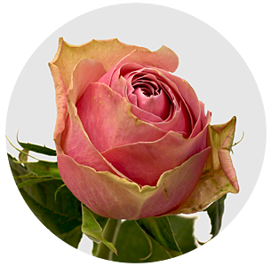 Роза Афина роял (Athena Royal)