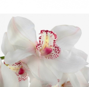 Орхидея Цимбидиум белая