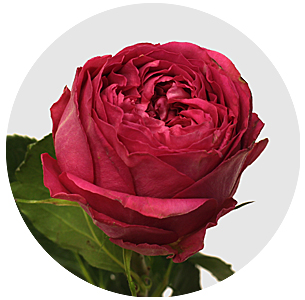 Роза Пинк иллюжн (Pink Illusion)