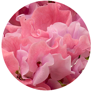 Латирус Салмон корал (Salmon Coral)