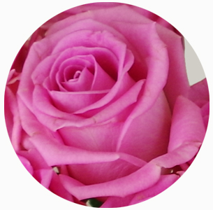 Роза Аква (Aqua)