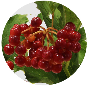 Вибурнум красный