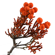 Бруния крашенная оранжевая