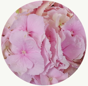 Гортензия светло-розовая