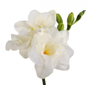 Фрезия белая