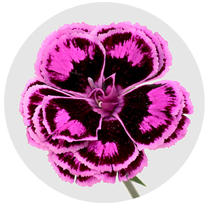 Диантус барбатус Тропик баттерфляй (Dianthus 'Tropic Butterfly' (Tropic Butterfly)