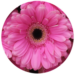 Гербера Дример (Dreamer)